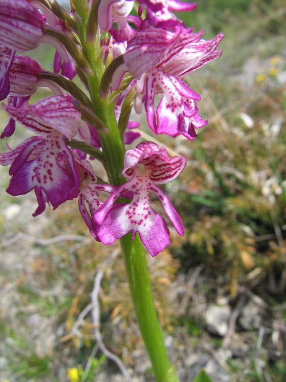 Orchis x hybrida